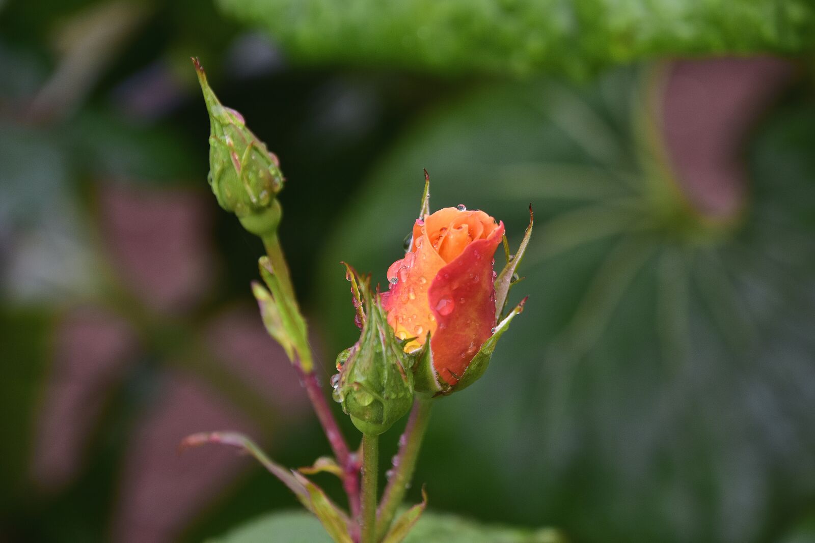 Nikon D7200 sample photo. Flower, jardim, nature photography
