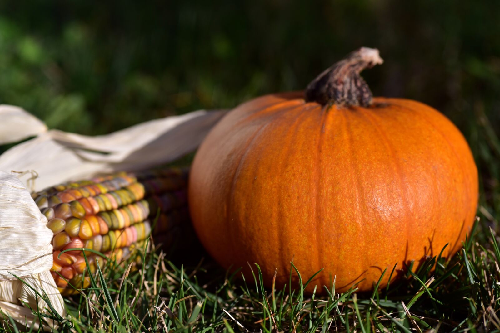 Nikon D750 sample photo. Pumpkin, corn, ornamental corn photography