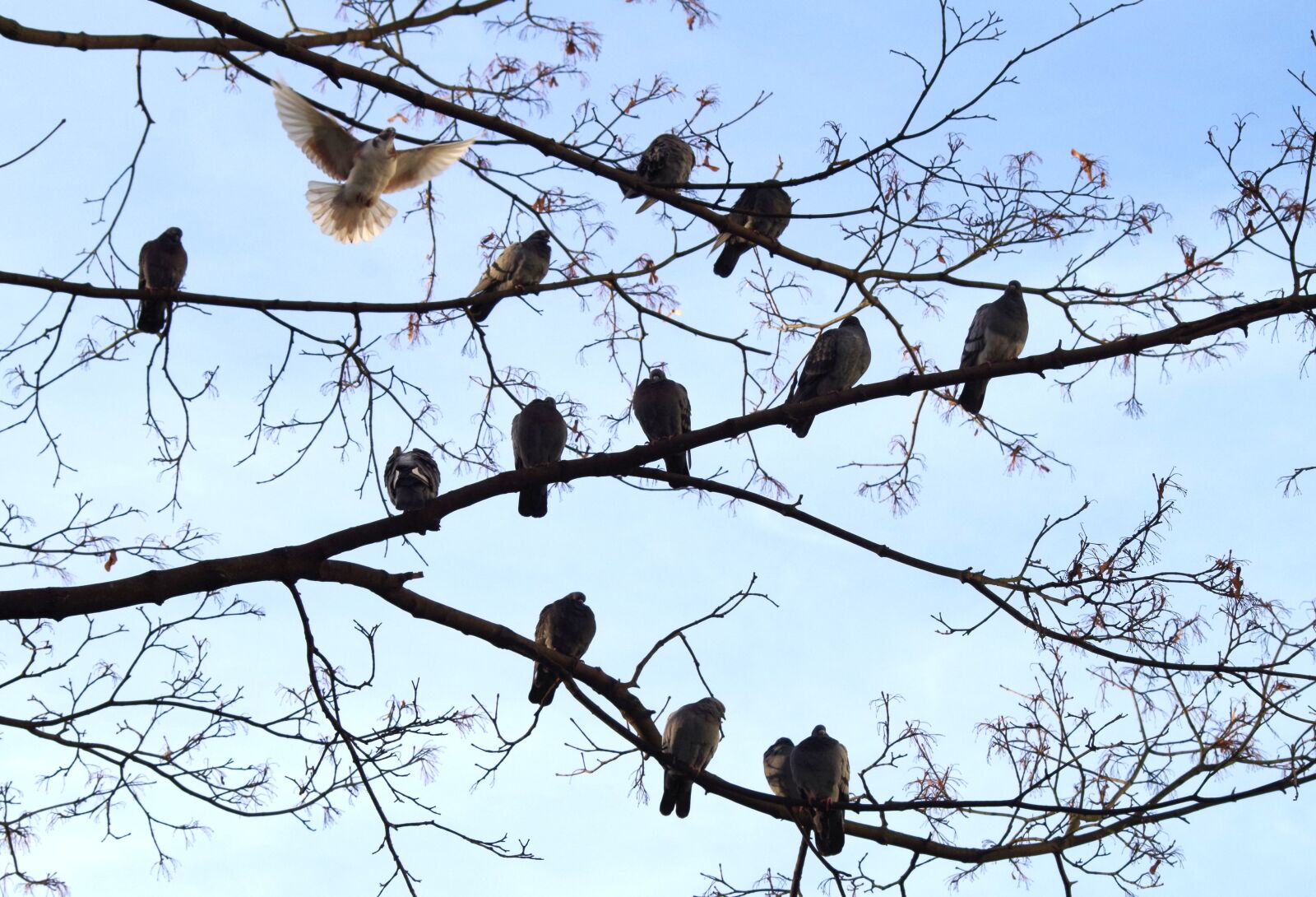 Pentax K-30 sample photo. Pigeons, birds, group photography
