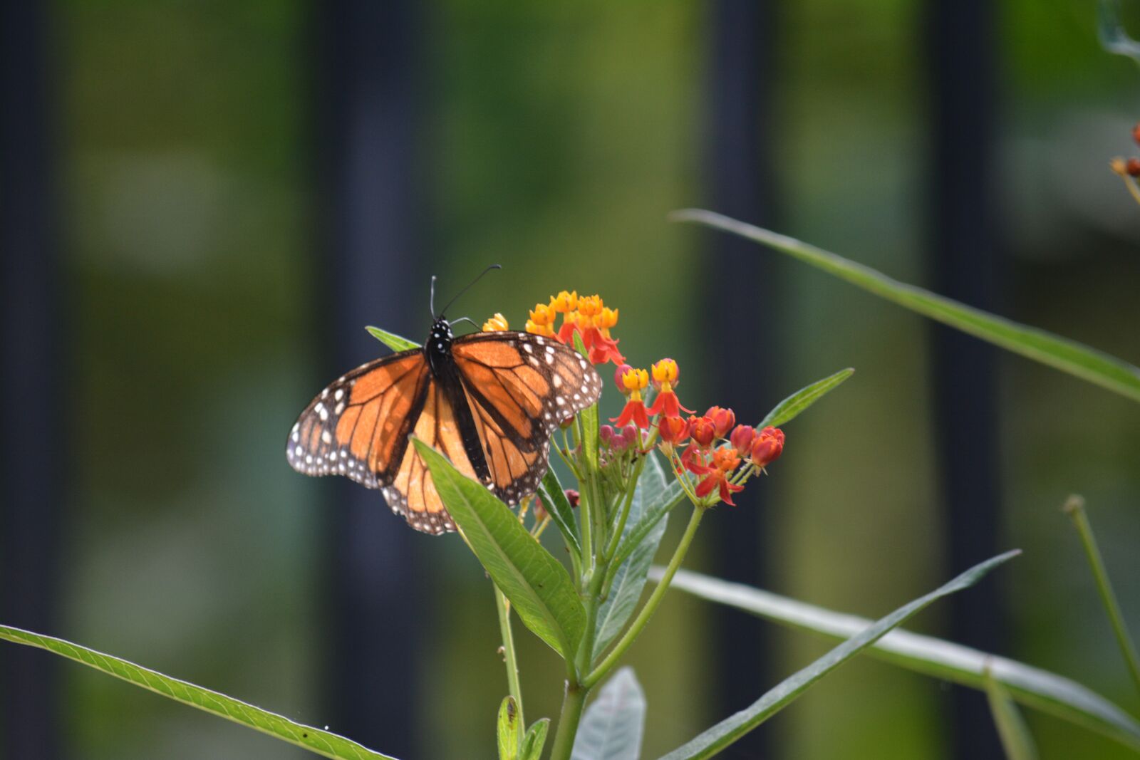 Nikon D7100 sample photo. Butterfly, nature, flower photography