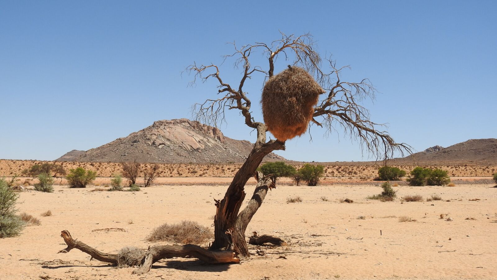 Nikon Coolpix P900 sample photo. Desert, namibia, kalahari desert photography