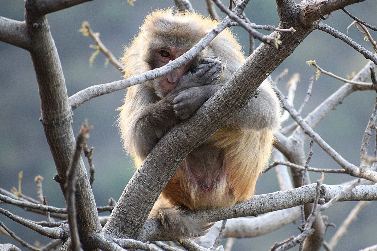 Nikon D3300 sample photo. Wildlife, nature, tree photography