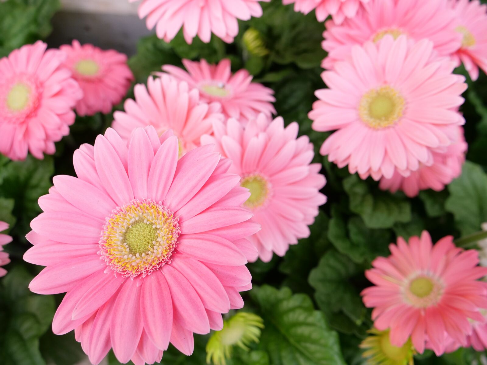 Panasonic Lumix DC-GH5 sample photo. Flower, flora, nature photography