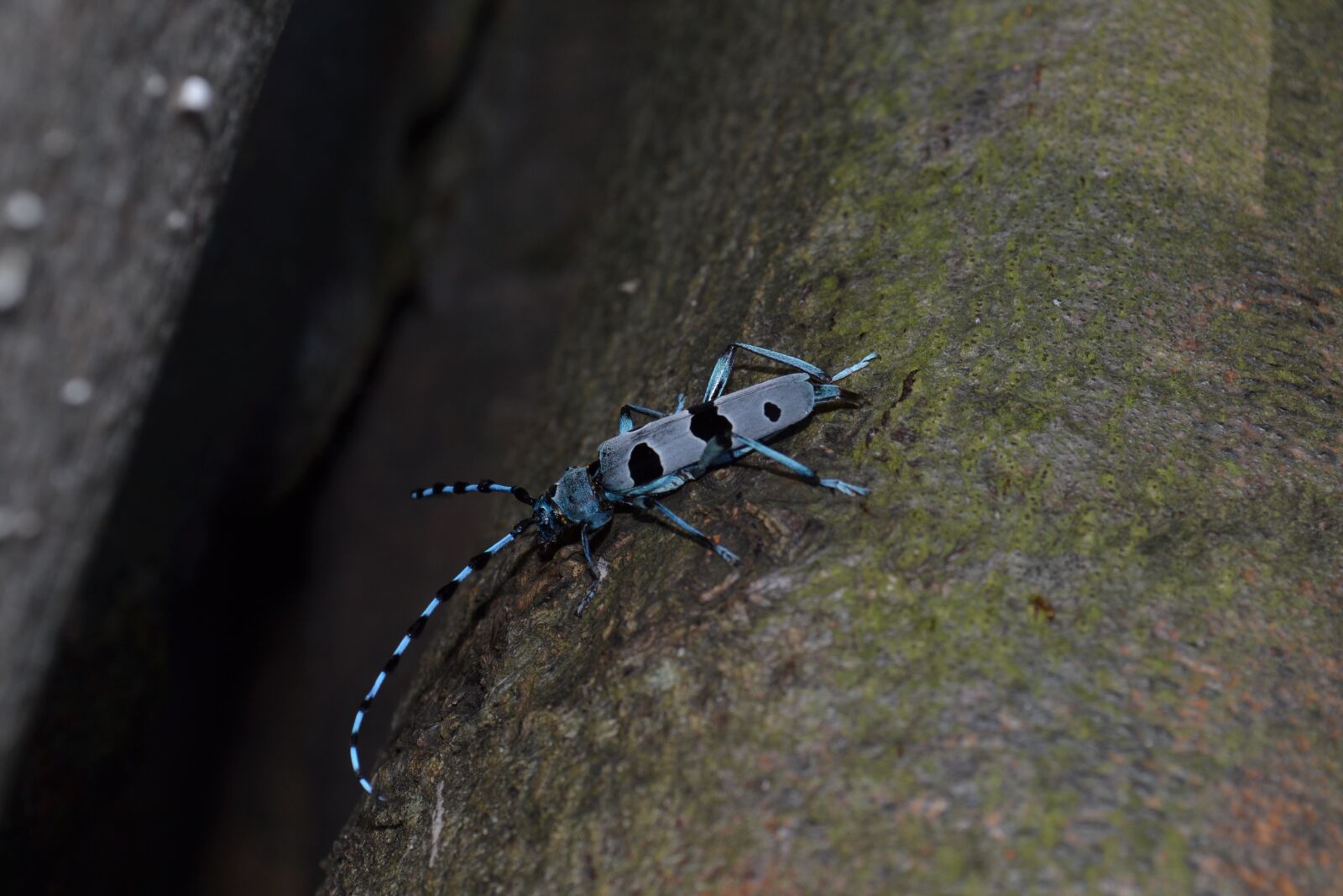 Nikon D3100 sample photo. Beetle alpine, rosalia alpina photography