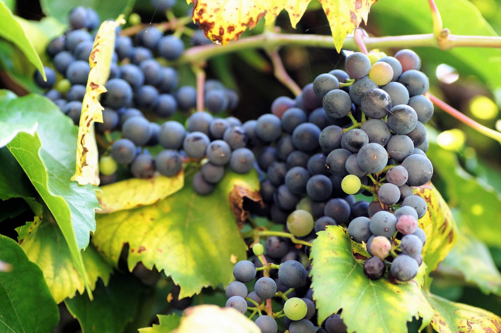 Sony SLT-A58 sample photo. Grape, wine, dark photography