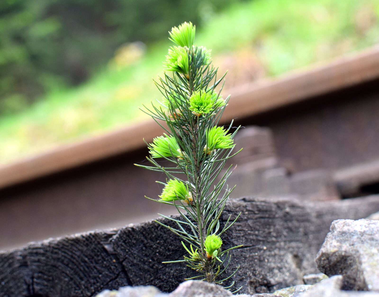 Nikon D5300 sample photo. Spruce, rail, strange photography
