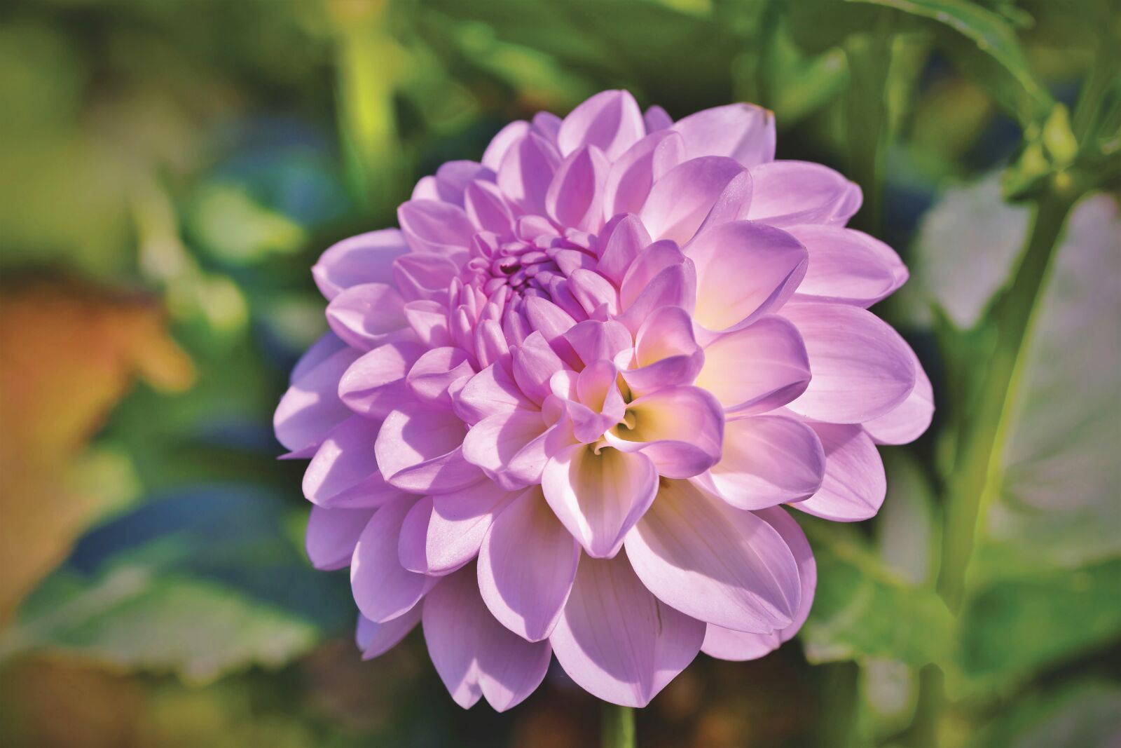 Nikon D7200 sample photo. Dahlia, dahlias bud, flower photography