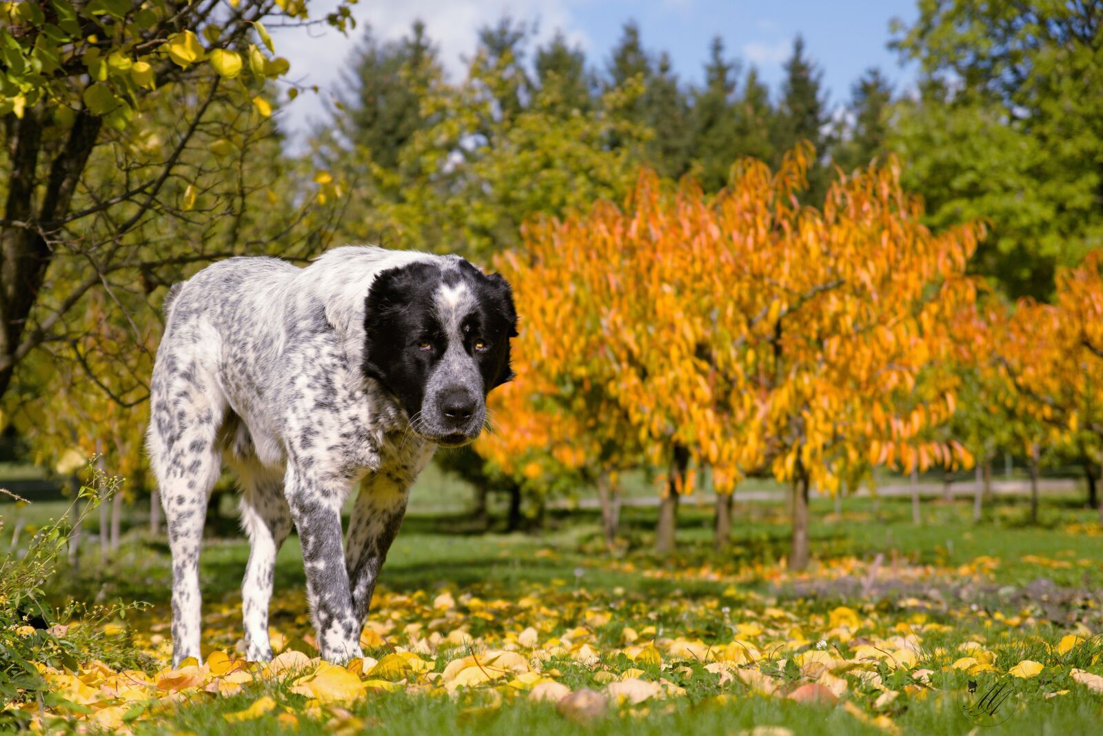 Sony ILCA-77M2 sample photo. Dog, autumn, tree photography