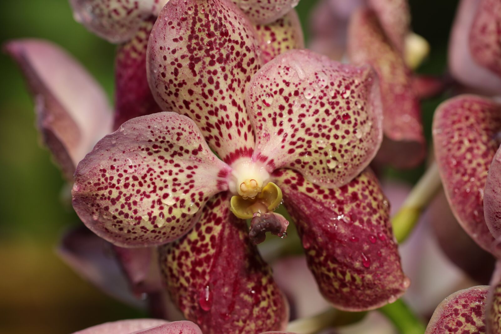 Canon EOS 80D sample photo. Orchid, flowers, pink photography