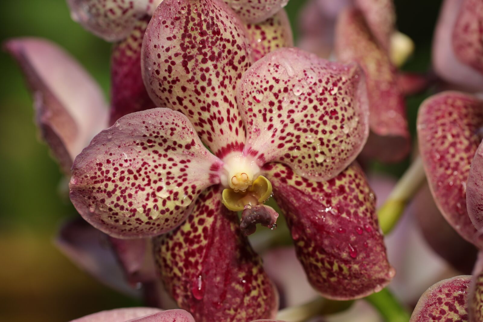 Canon EOS 80D + Canon EF 100mm F2.8L Macro IS USM sample photo. Orchid, flowers, pink photography