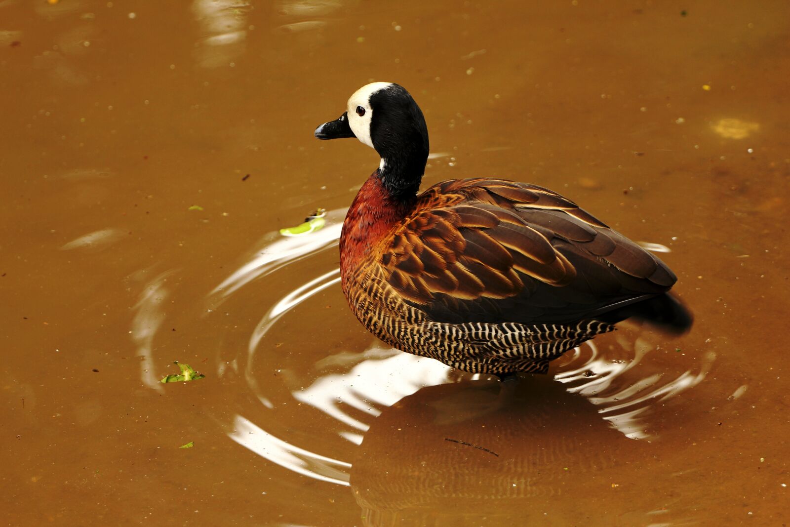 Canon EOS 550D (EOS Rebel T2i / EOS Kiss X4) sample photo. Bird, duck, tadorna photography