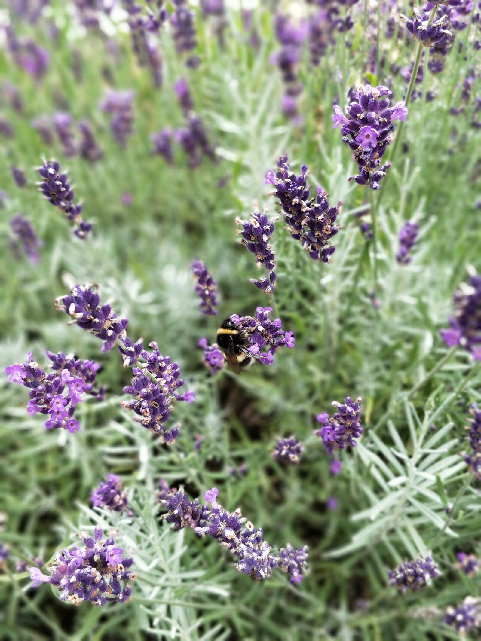 OnePlus 5 sample photo. Bumble, bee, flower photography