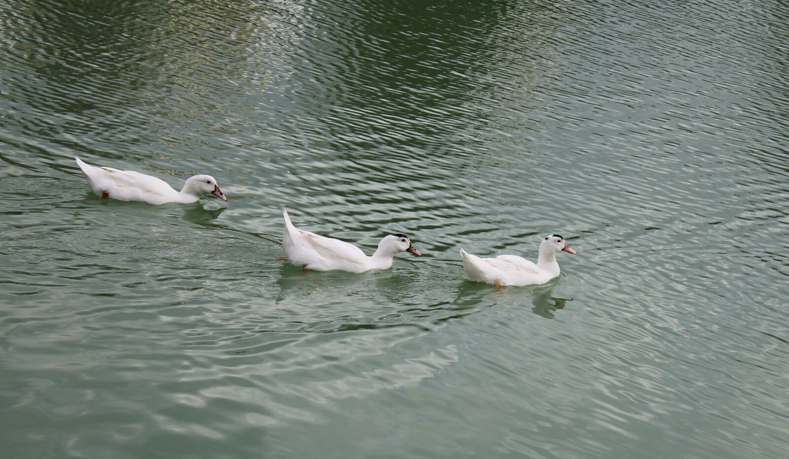 Canon EOS 1200D (EOS Rebel T5 / EOS Kiss X70 / EOS Hi) sample photo. Body of water, birds photography