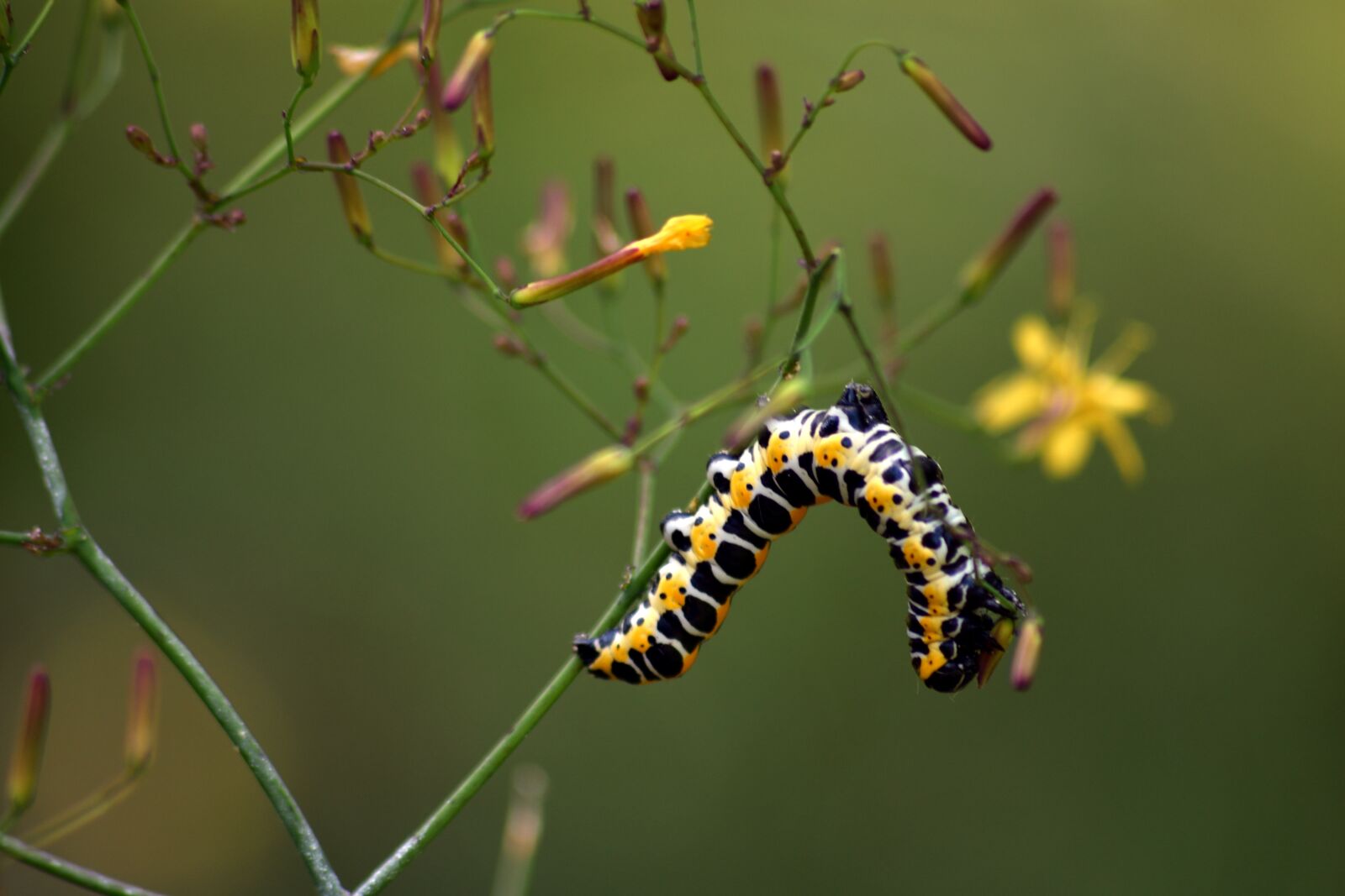 Nikon D3300 sample photo. Caterpillar, nature, macro photography