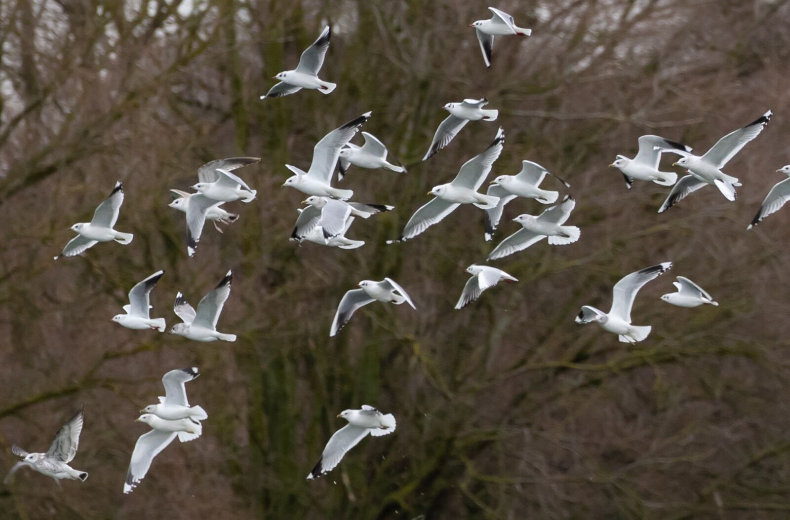 Canon EOS 7D Mark II sample photo. Black-headed gulls, sociable, quarrelsome photography
