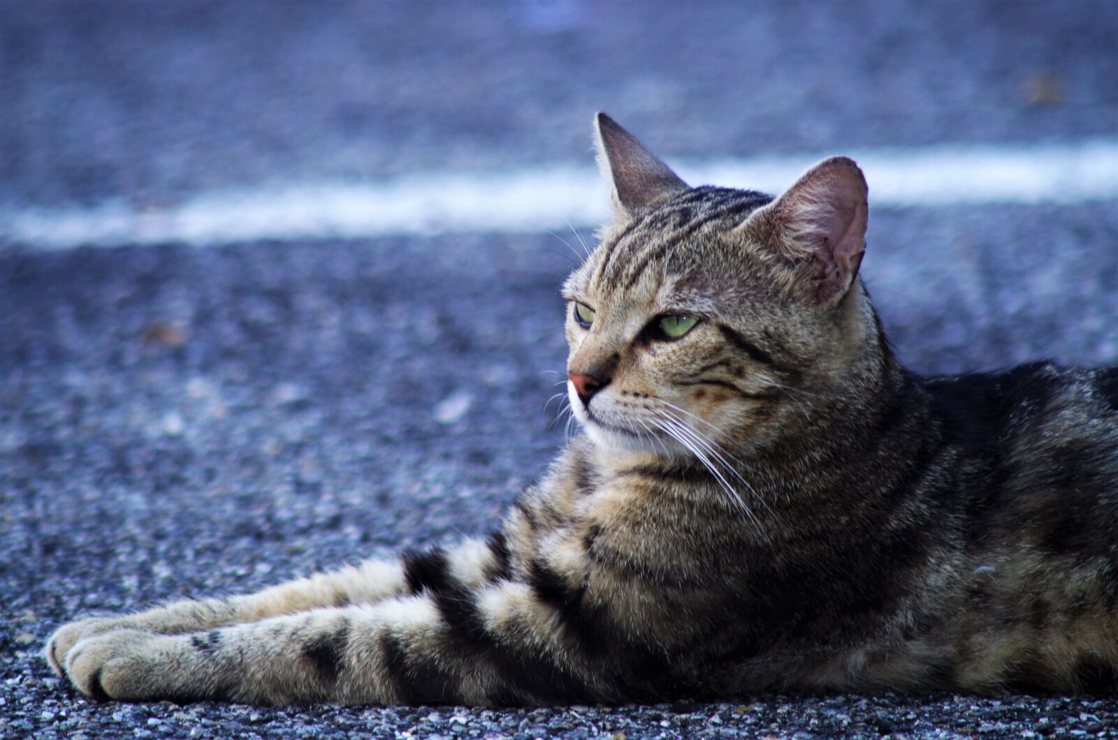 Pentax K-50 sample photo. Cat, cat european, calico photography