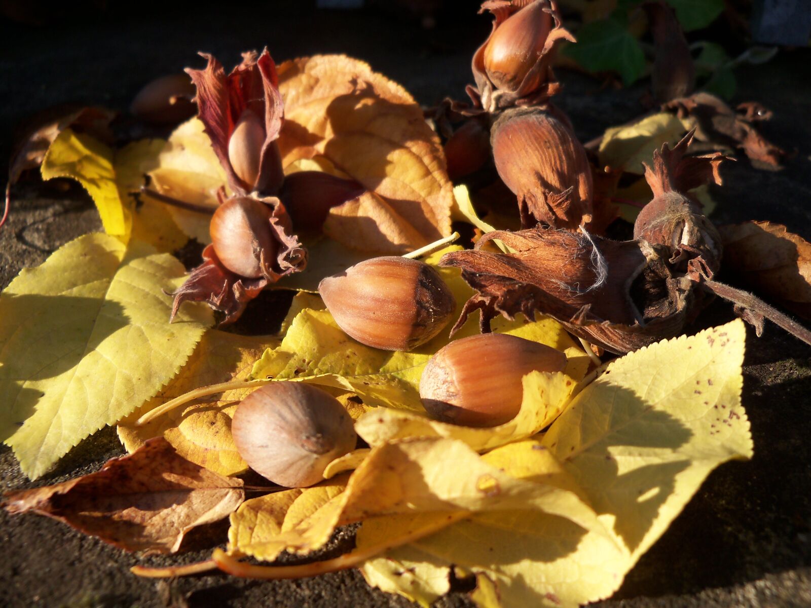 Kodak EasyShare Z915 sample photo. Autumn, nut, leaf photography