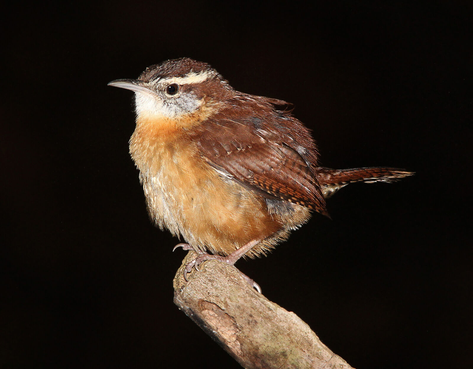 Canon EF 300mm F4L IS USM sample photo