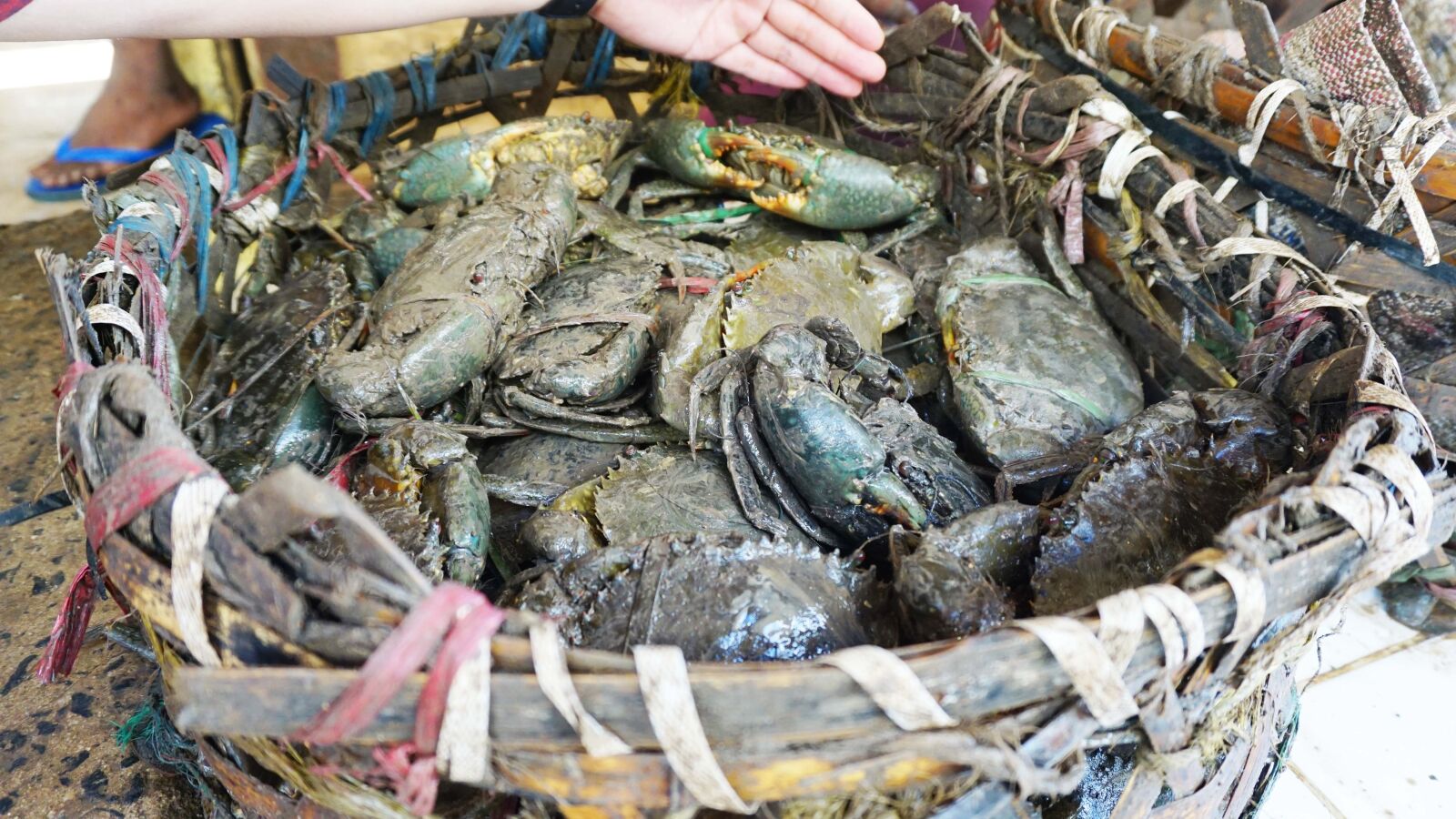 Sony a5100 sample photo. Food, crab, africa photography