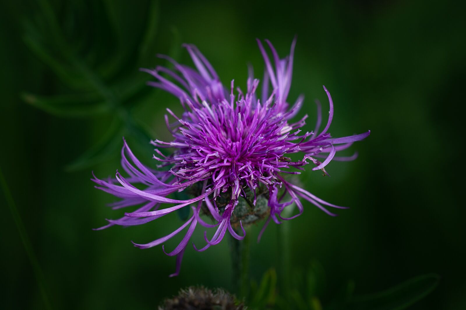 Nikon D7100 sample photo. Knapweed, purple, purple flower photography