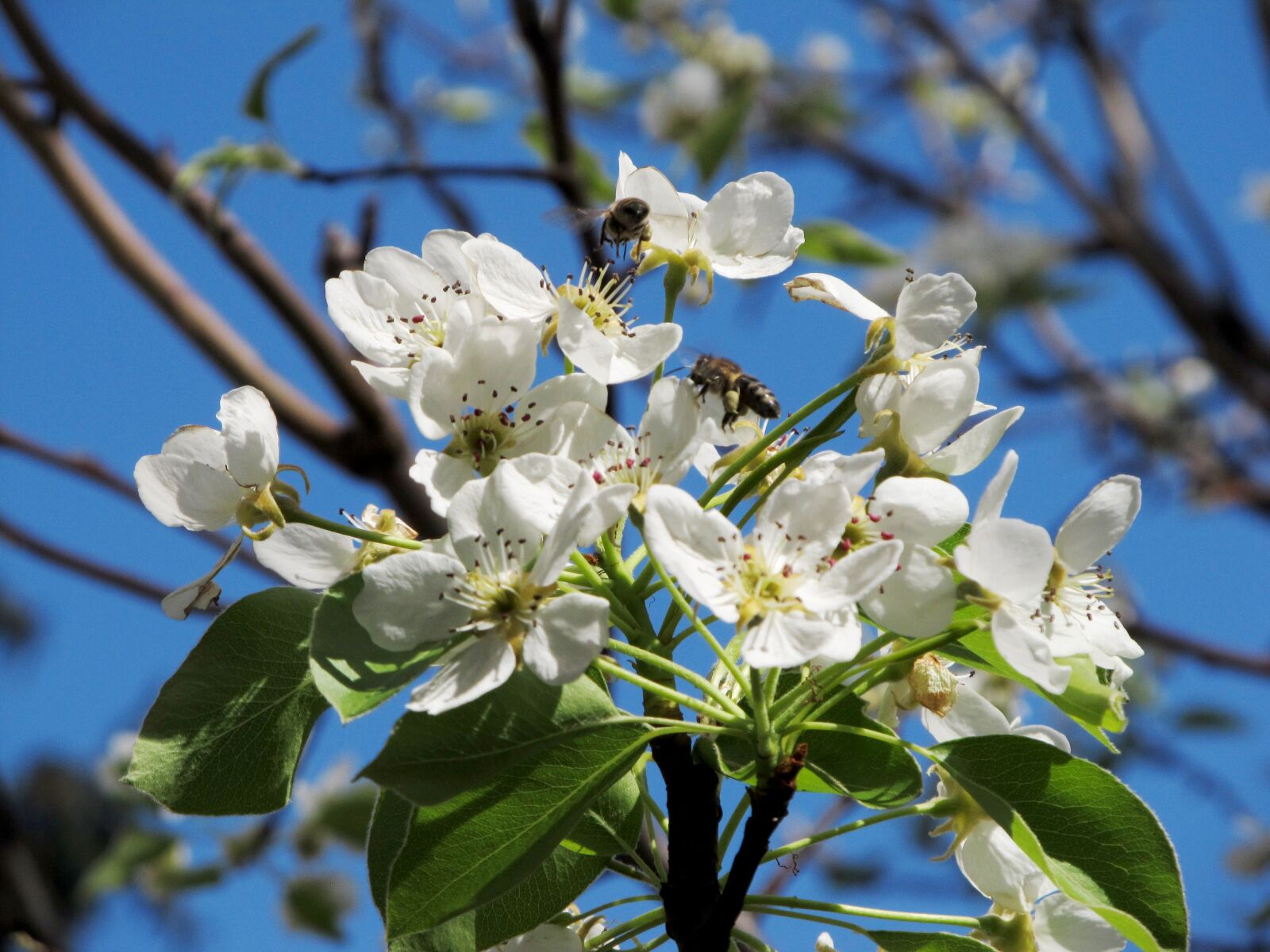 Canon PowerShot SX130 IS sample photo. Pear, flower, bee photography