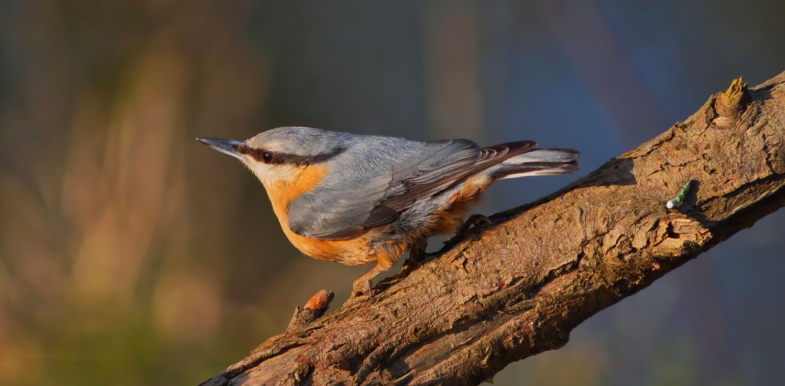 Panasonic Lumix DC-G9 sample photo. Bird, eurasian nuthatch, nature photography