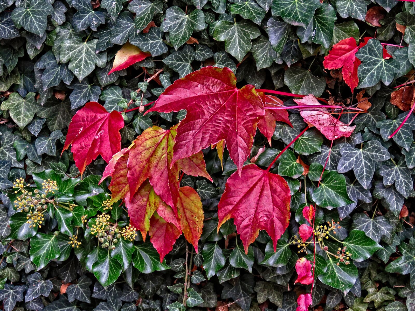 Canon PowerShot SX60 HS sample photo. Fall, autumn, october photography