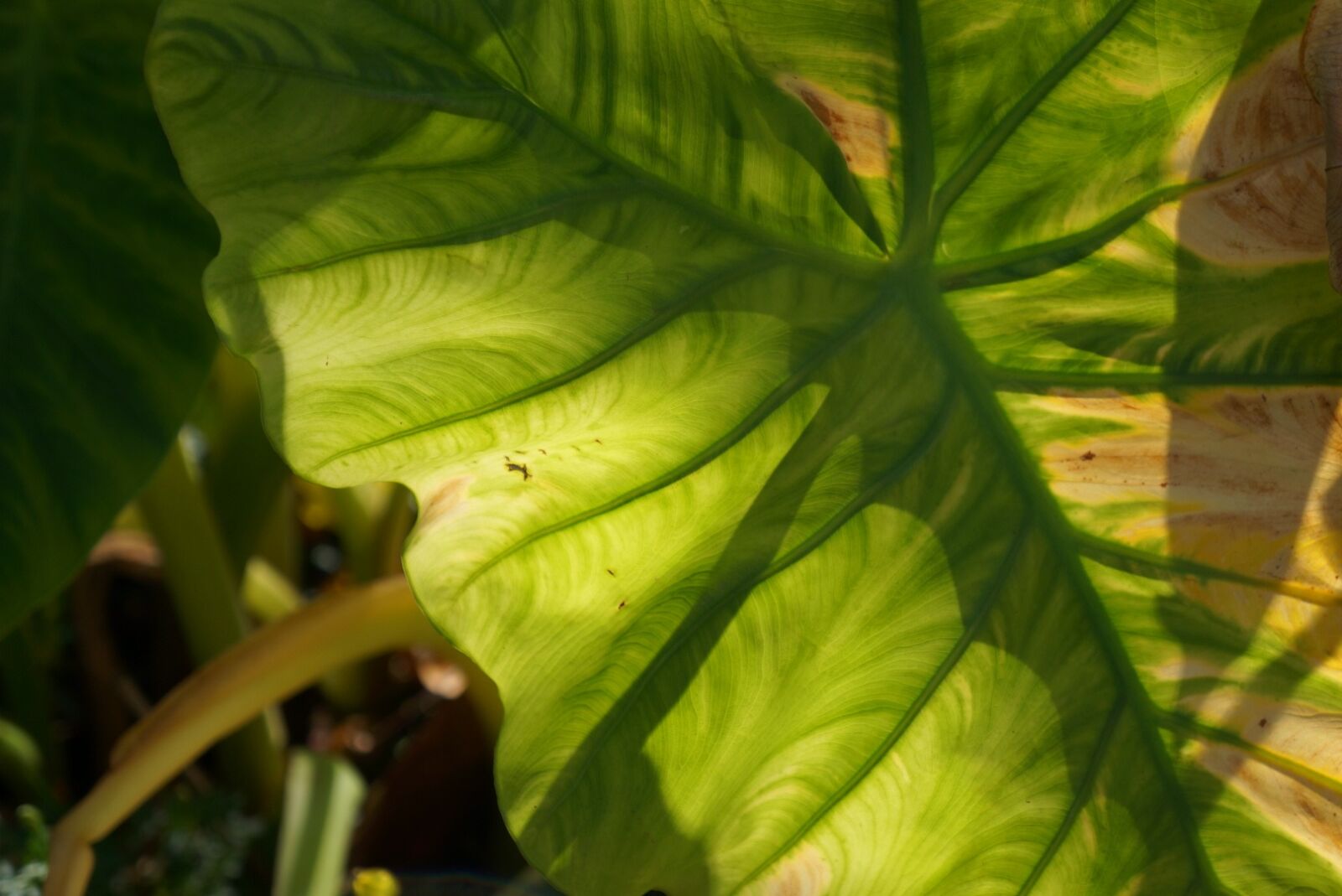Sony Alpha NEX-5R sample photo. Water, plant, natural photography