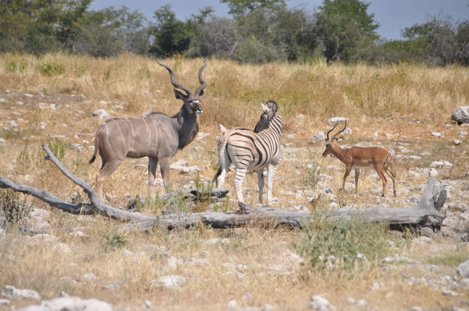 Nikon D5000 sample photo. Animals at water hole photography