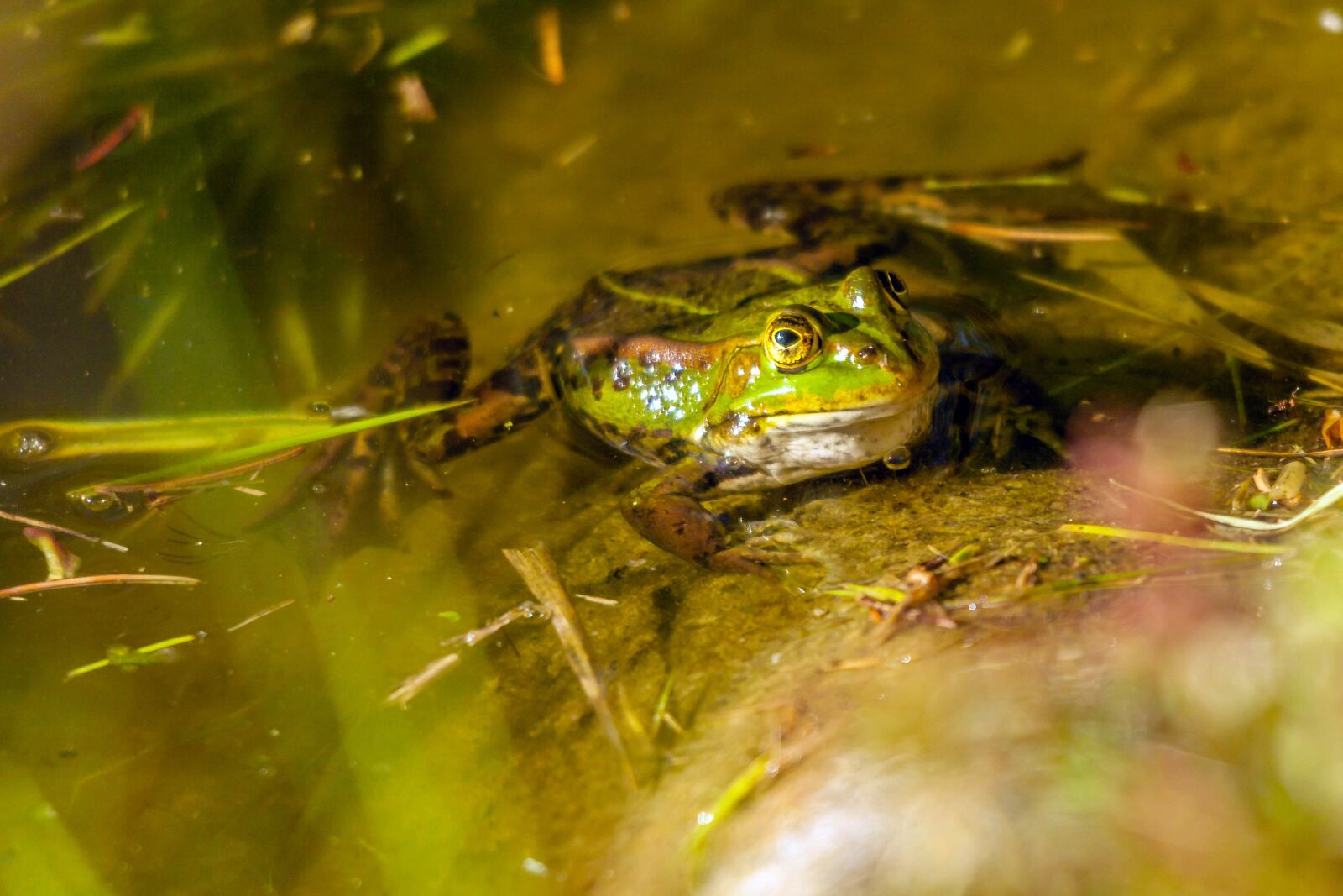 Canon EOS 50D sample photo. Germany, mecklenburg western pomerania photography
