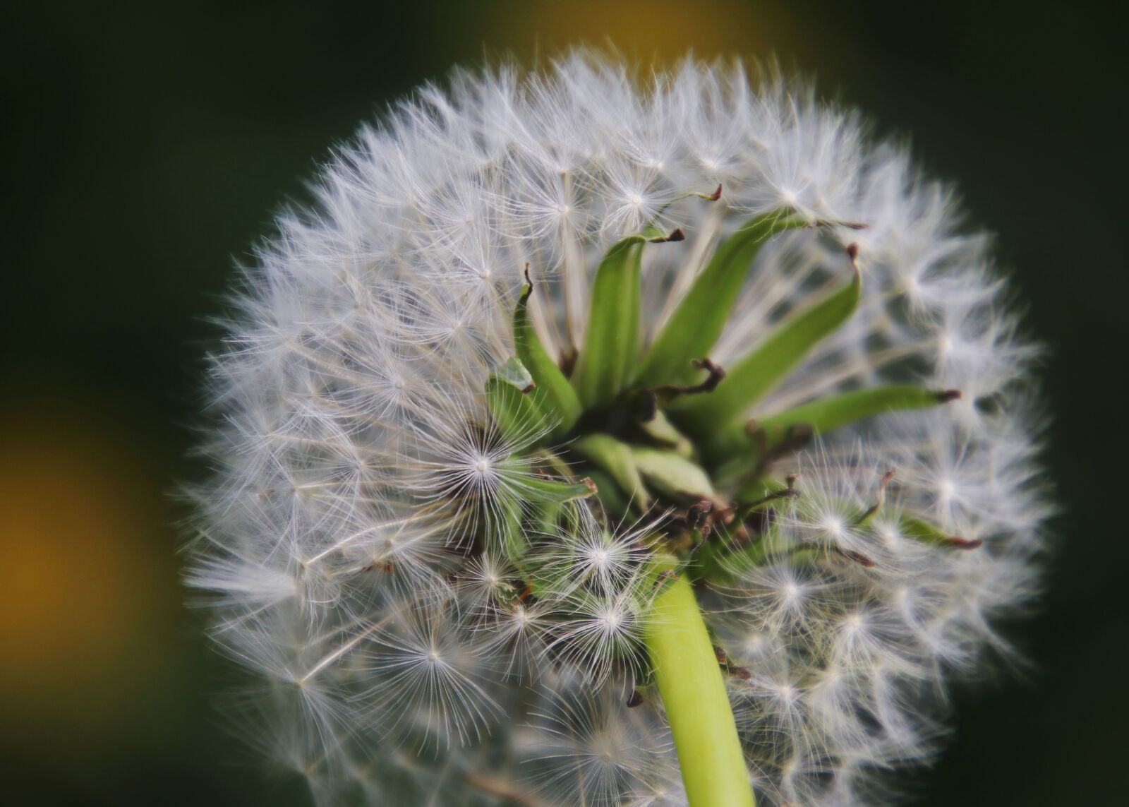Canon EOS 80D sample photo. Plant, meadow, closeup photography