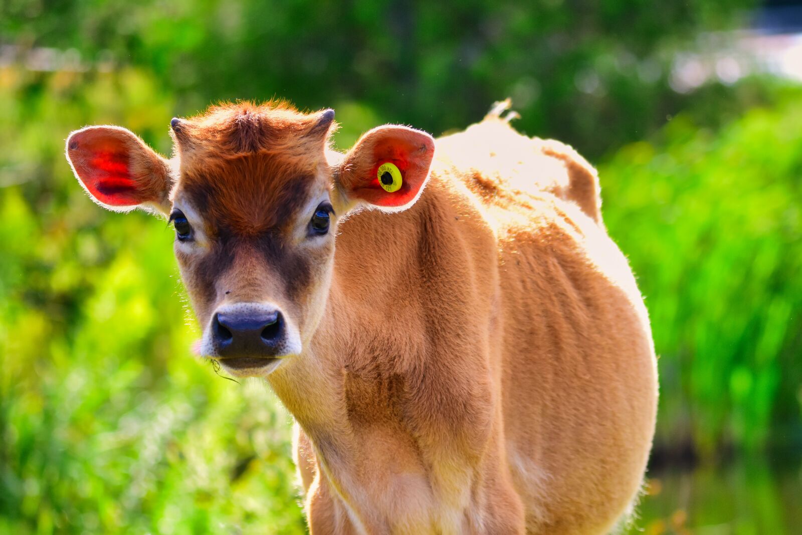 Nikon D3400 sample photo. Calf, cow, cattle photography