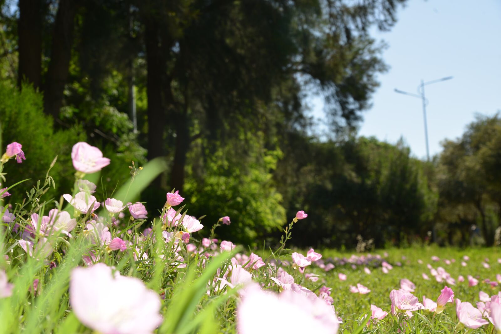 Nikon D600 sample photo. Nature, flower, garden photography