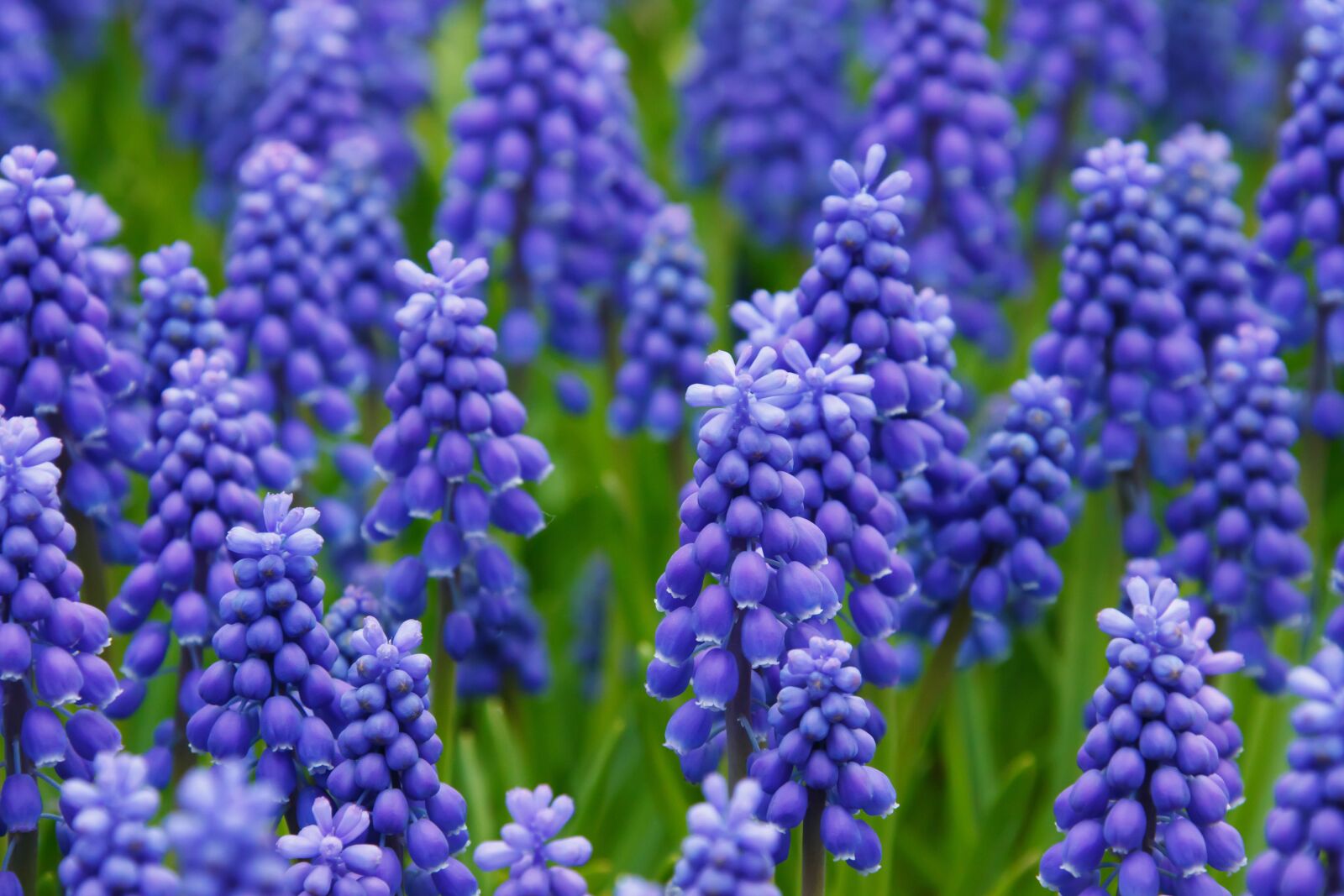 Canon EOS 5D Mark II sample photo. Flowers, blue, purple, bed photography