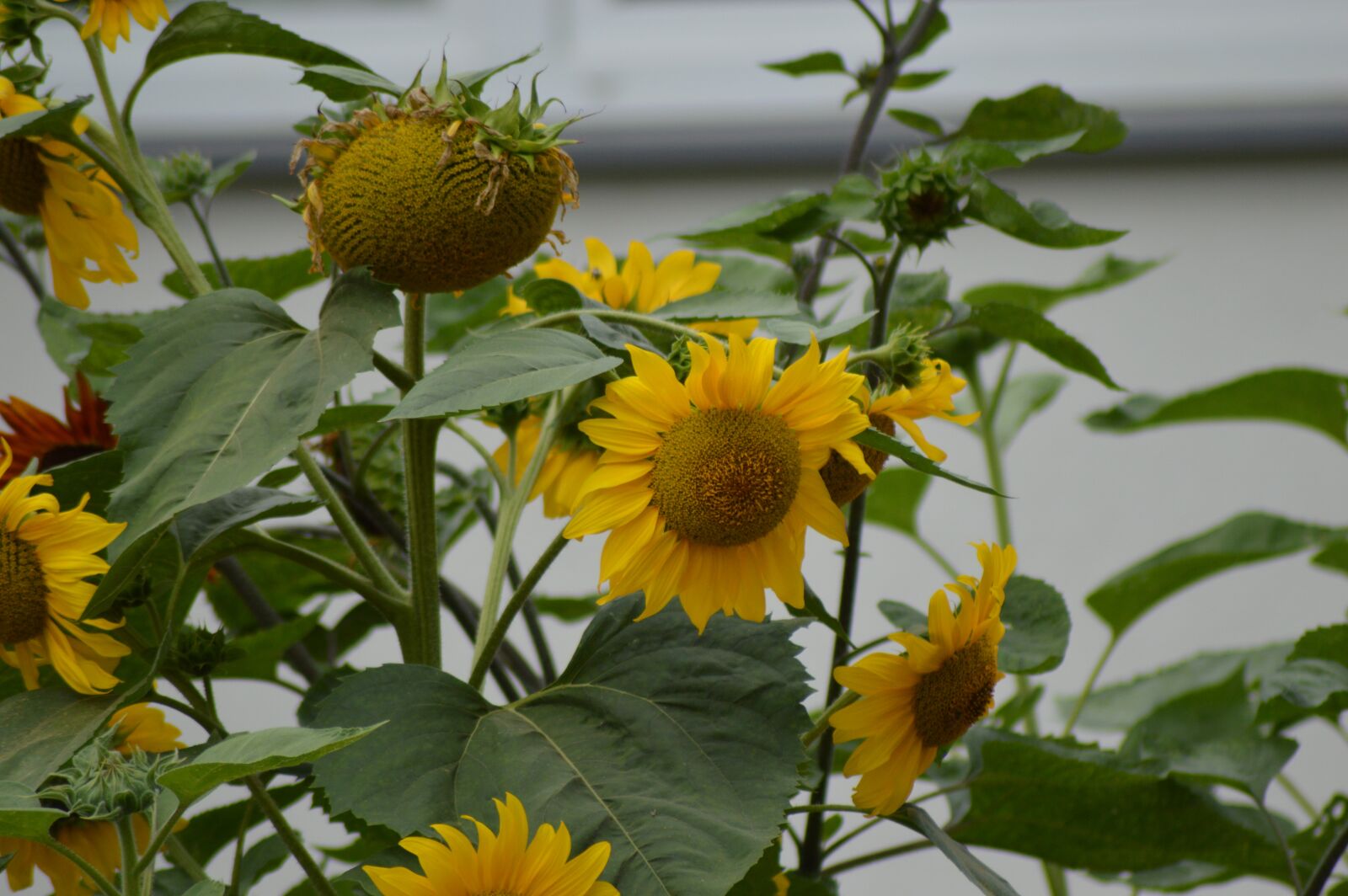 Nikon D3200 sample photo. Sunflower, garden, flower photography