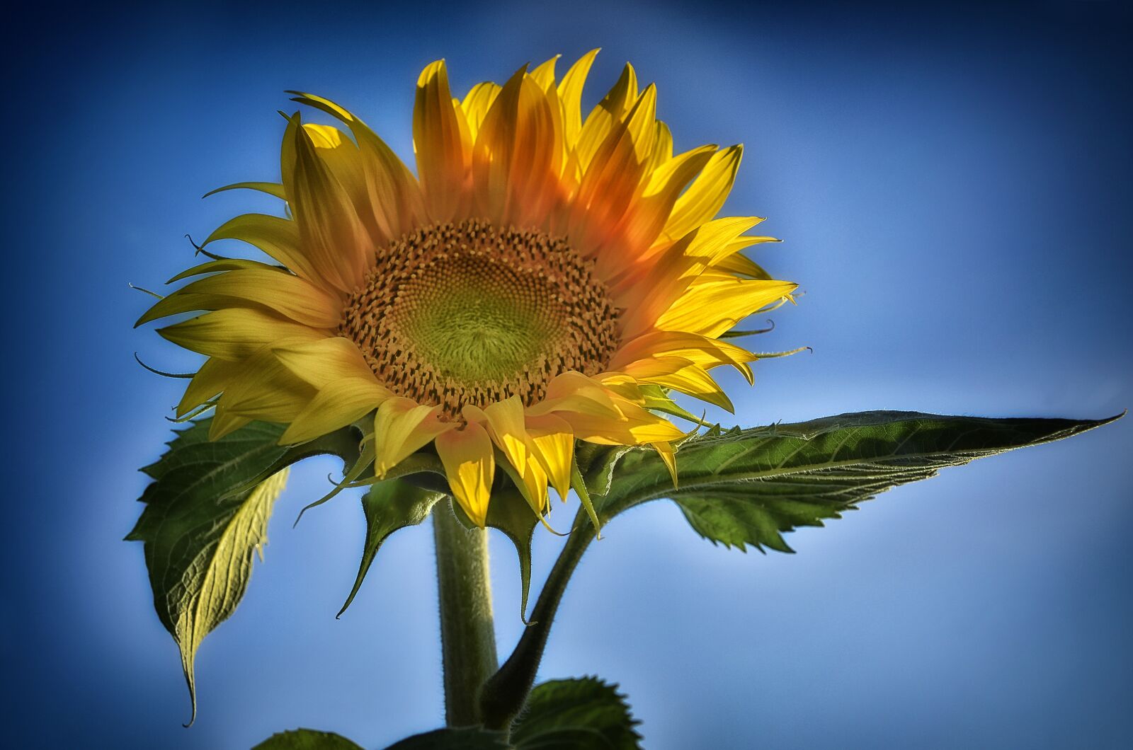 Nikon D7000 sample photo. Sunflower, plant, flower photography