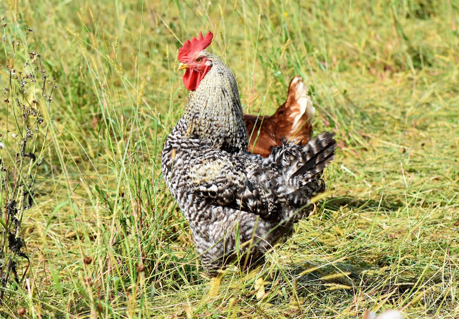 Nikon D7200 sample photo. Hahn, crow, poultry photography
