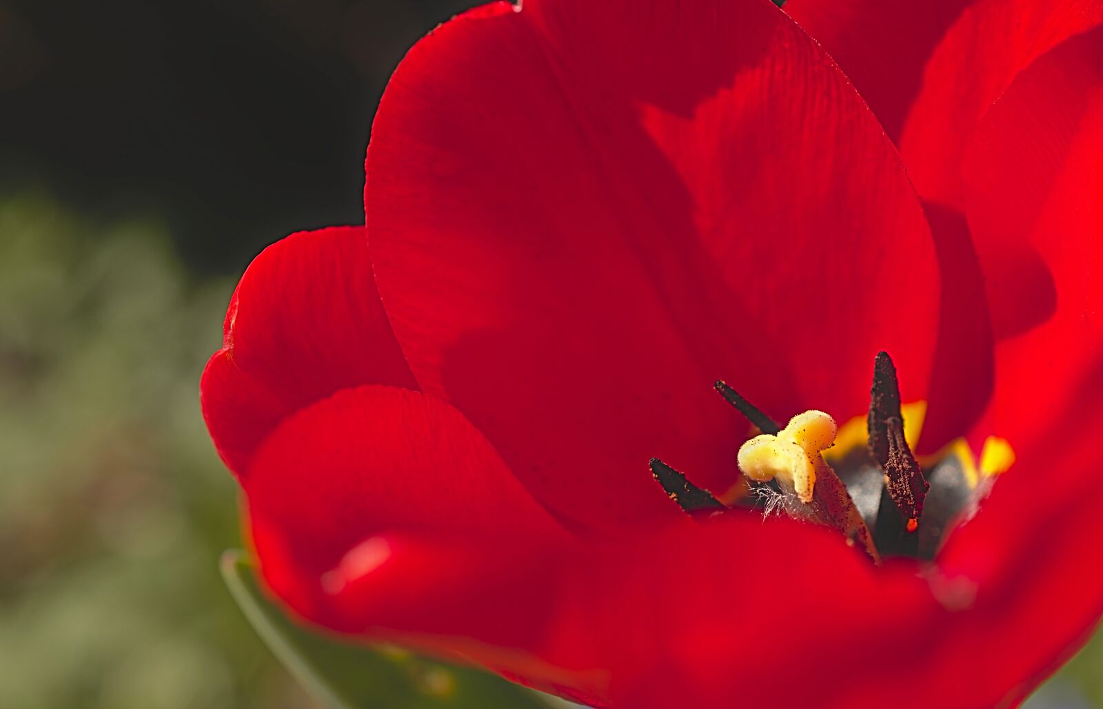 Nikon D5600 sample photo. Tulip, flower, tulpenbluete photography
