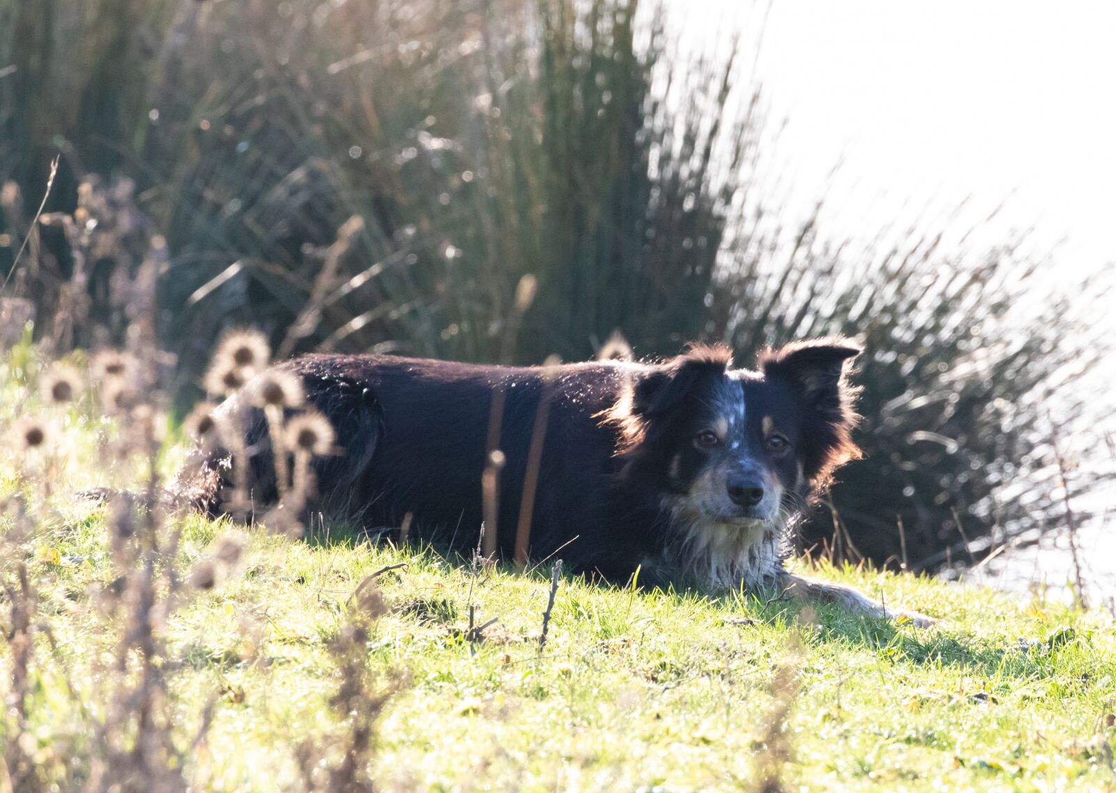 Canon EOS 7D Mark II sample photo. Border collie, tri colour photography