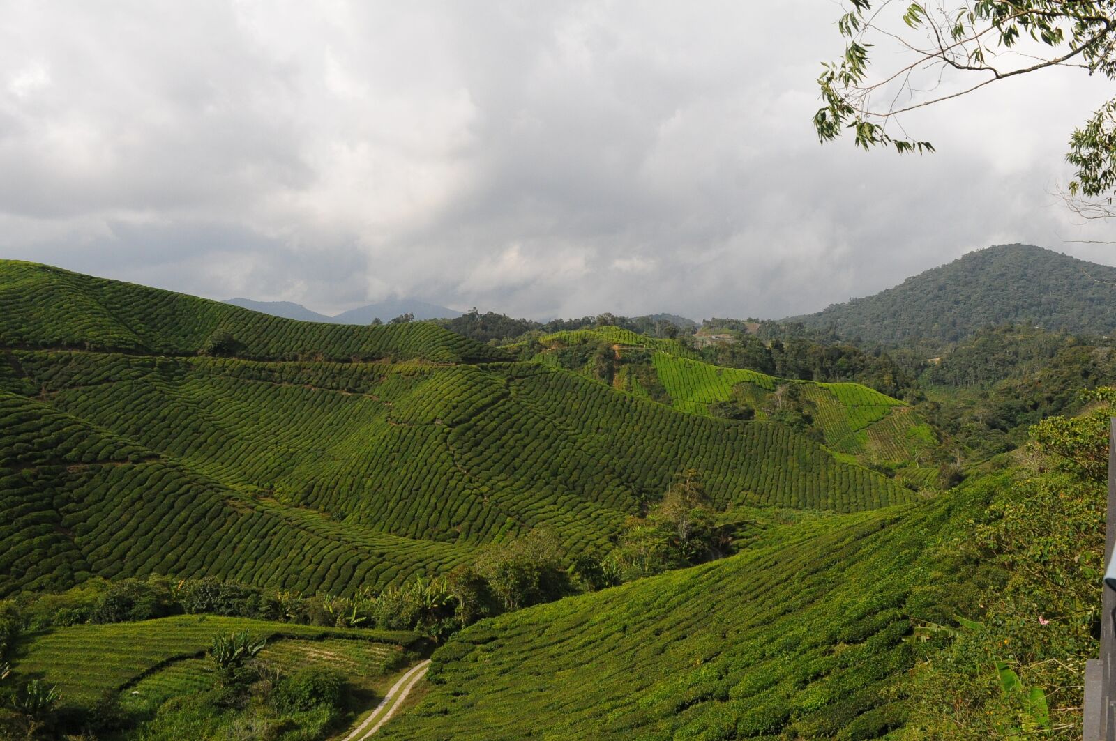 Nikon D300S sample photo. Tea, plantation, field photography