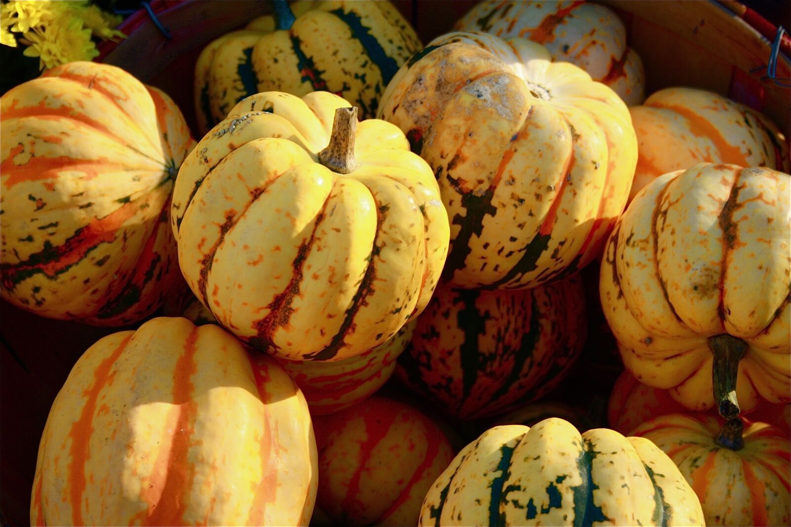 Canon EOS 1000D (EOS Digital Rebel XS / EOS Kiss F) sample photo. Fall, harvest, thanksgiving photography