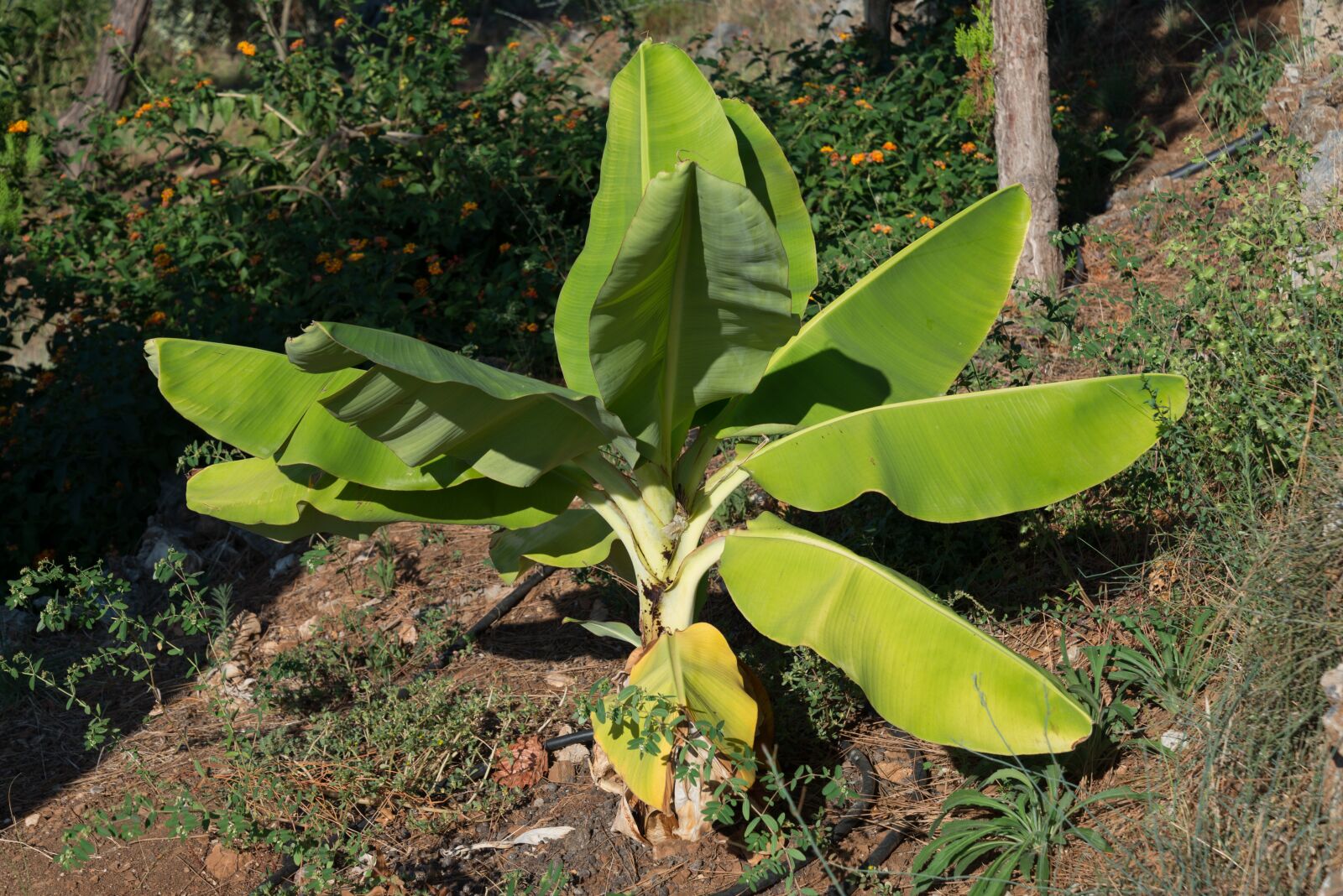Nikon D610 sample photo. Banana, tree, young photography