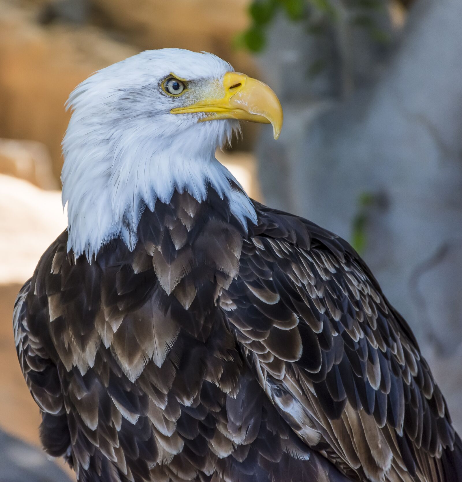 Nikon D7200 sample photo. Bird, raptor, animal photography