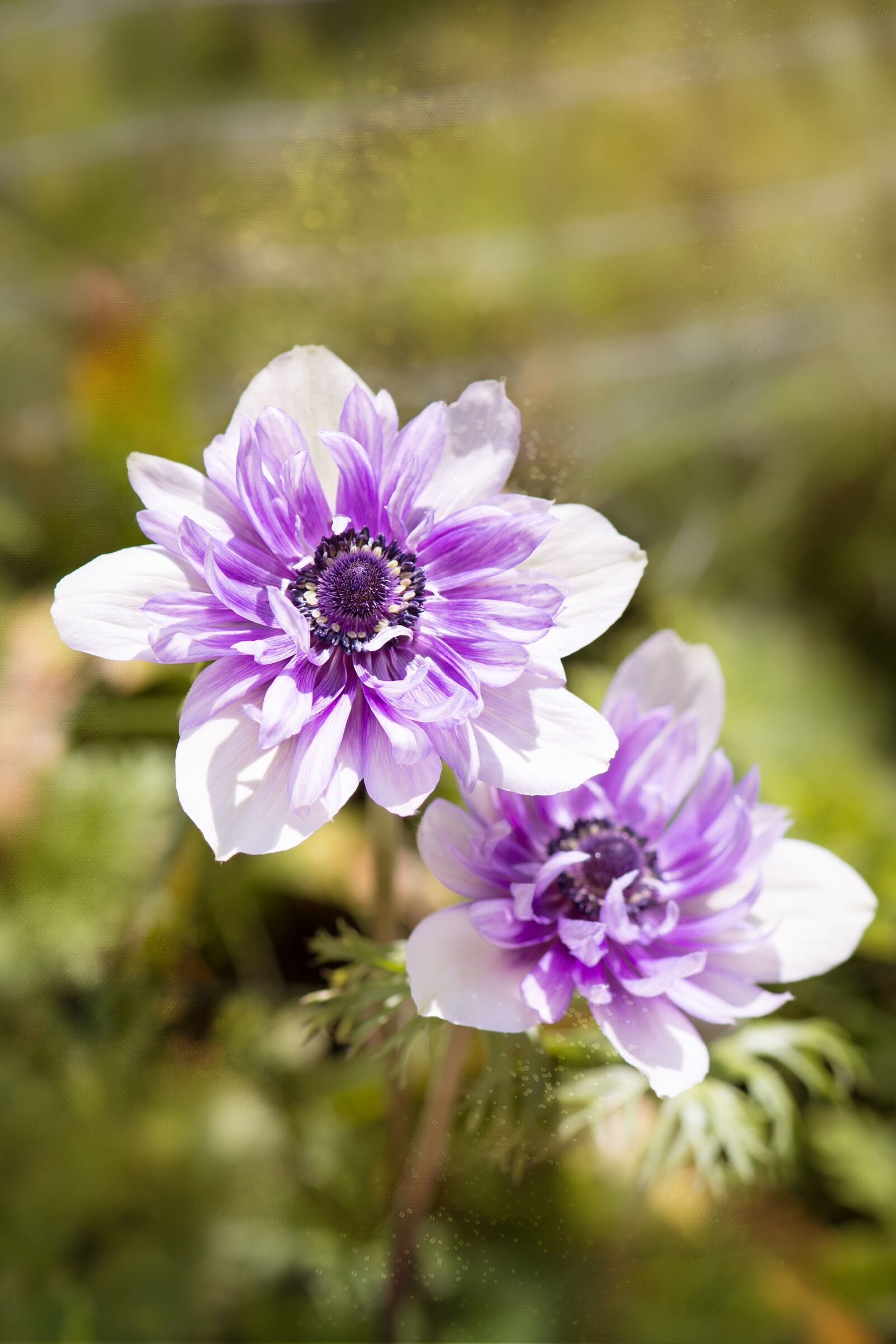 Nikon D7100 sample photo. Anemone, purple-white, bi color photography