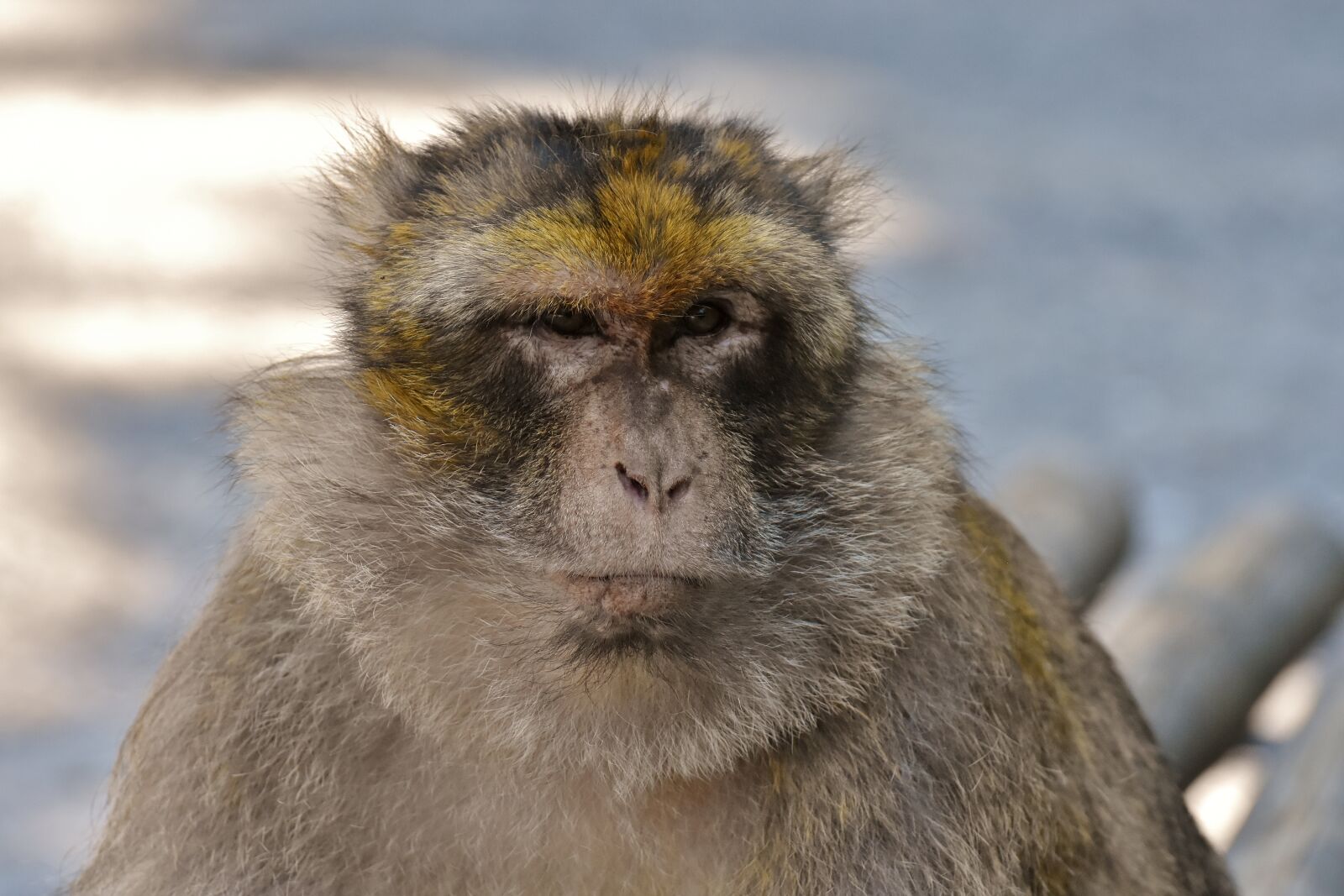 Nikon D7200 sample photo. Barbary ape, endangered species photography