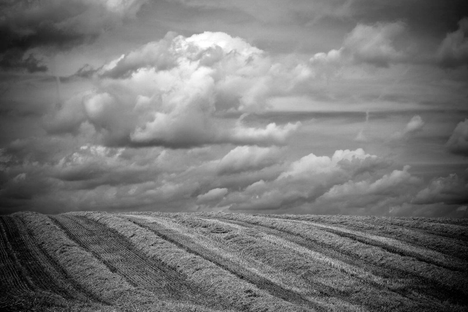 Olympus OM-D E-M10 sample photo. Landscape, field, summer photography