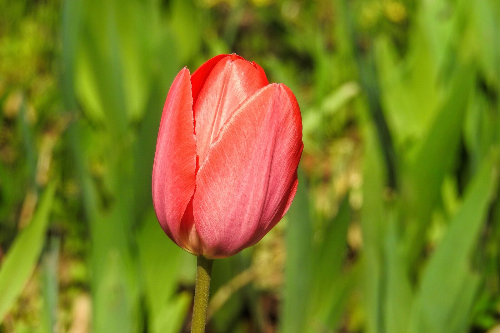Nikon Coolpix P900 sample photo. Nature, plant, flower photography