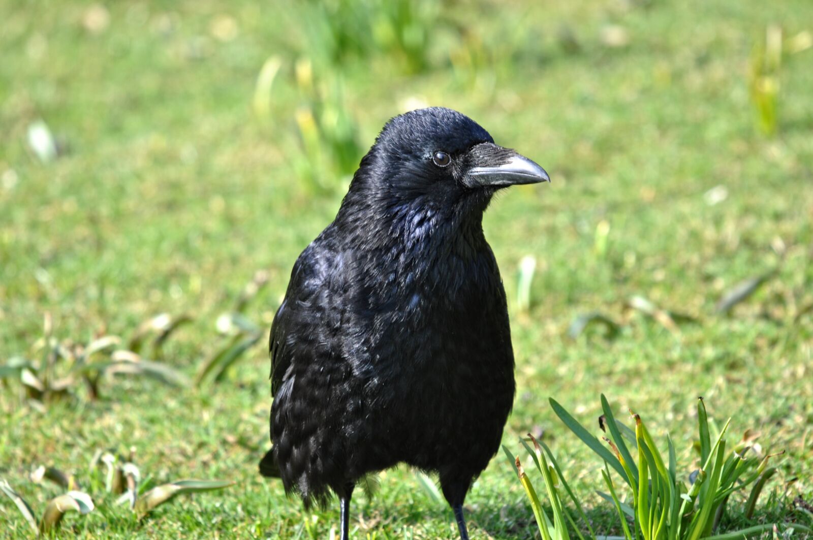 Nikon D90 sample photo. Crow, bird, animal photography