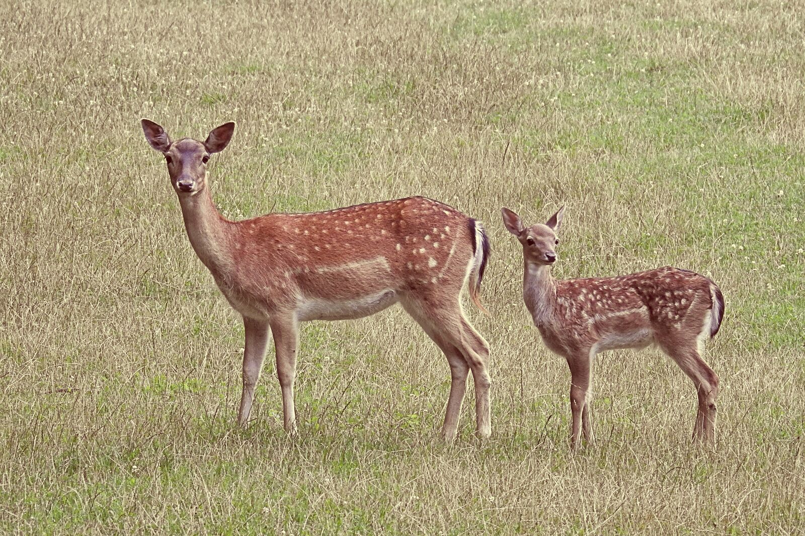 Nikon Coolpix P900 sample photo. Roe deer, kitz, deer photography