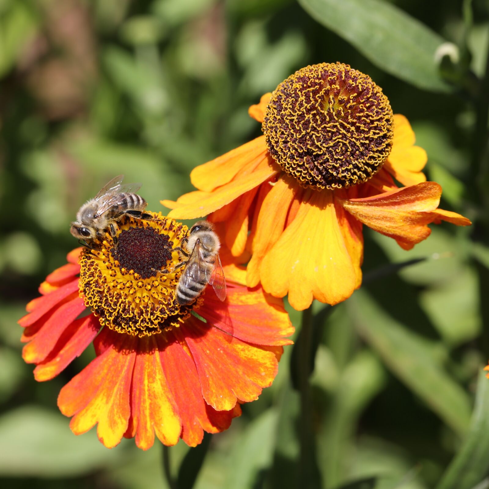 Canon EF 100mm F2.8L Macro IS USM sample photo. Bee, blossom, bloom photography